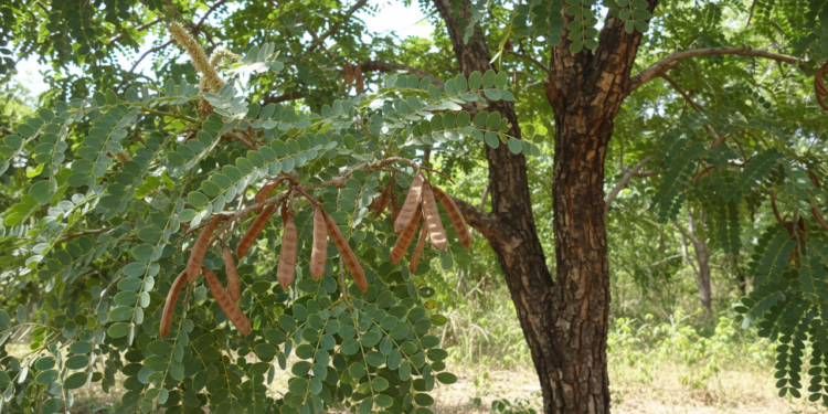 A casca medicinal brasileira usada para cicatrização e cuidado da pele