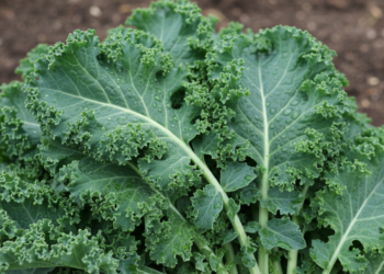 Essa folha verde é fácil de plantar e ajuda na limpeza natural do organismo