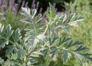 A erva amarga usada há gerações para digestão pesada e equilíbrio intestinal