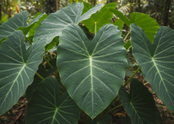 Folha verde nutritiva que melhora digestão, reforça ferro, fortalece os ossos e cresce fácil em quintal ou vaso