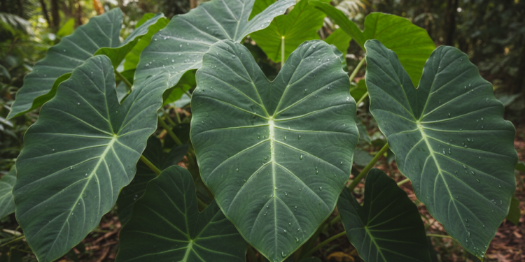 Folha verde nutritiva que melhora digestão, reforça ferro, fortalece os ossos e cresce fácil em quintal ou vaso