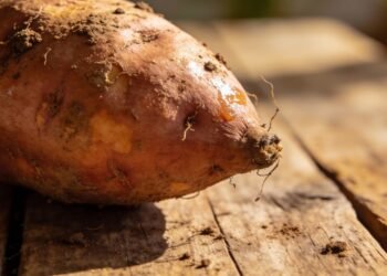 A única maneira de evitar que as batatas-doces murchem e apodreçam