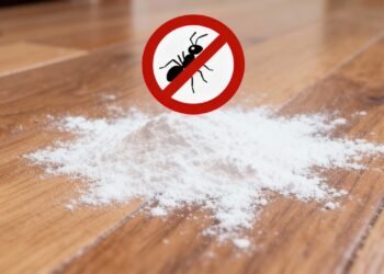 O produto para os pés que mantém as formigas longe de casa