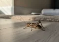 O que significa quando um grilo aparece na sua casa?