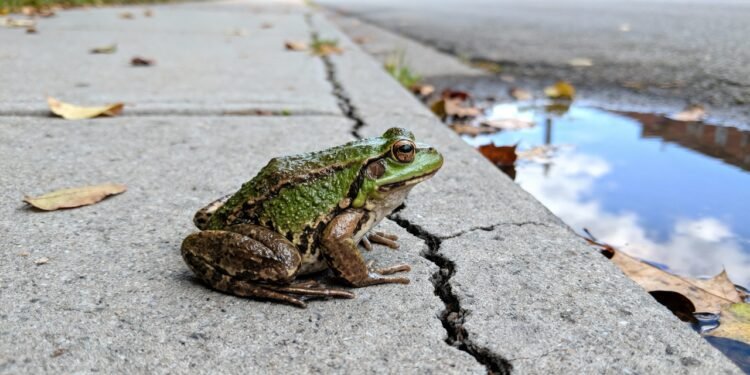 O que significa encontrar um sapo na rua?
