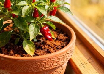 O toque picante que turbina o corpo e ainda pode ser cultivado facilmente em vasos