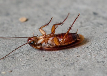 O que significa encontrar baratas de barriga para cima?