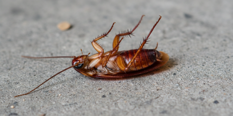 O que significa encontrar baratas de barriga para cima?