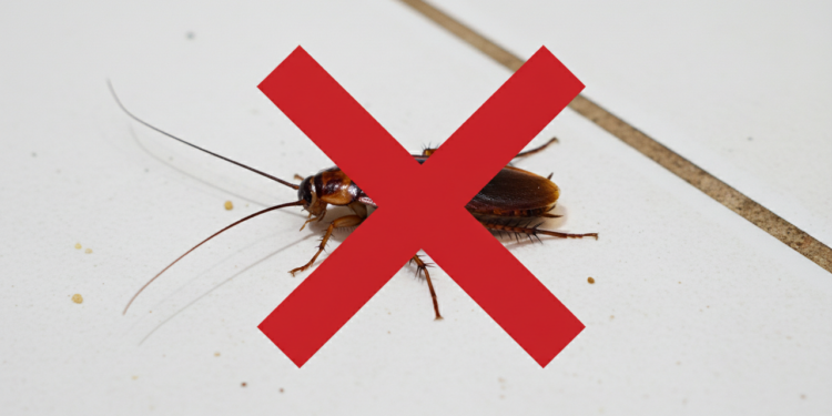 O ingrediente caseiro que poucos sabem que pode afastar baratas