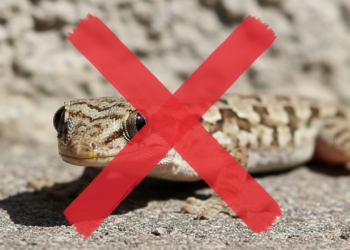 Como eliminar lagartixas usando um ingrediente caseiro que você normalmente joga fora