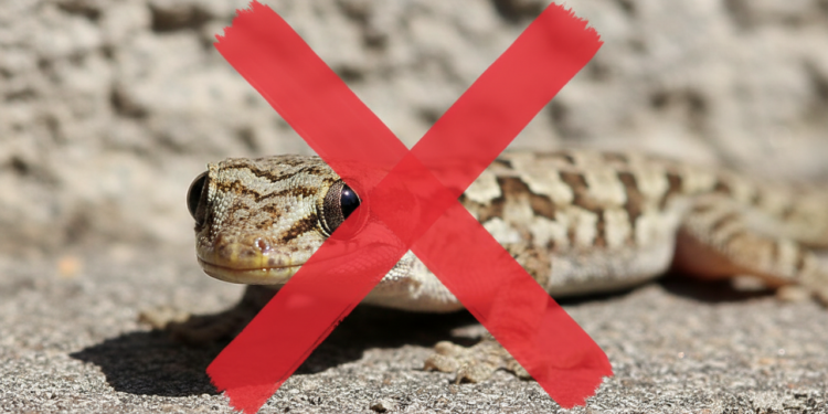 Como eliminar lagartixas usando um ingrediente caseiro que você normalmente joga fora