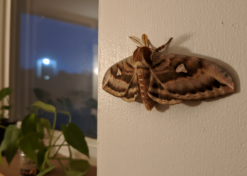 O que significa quando uma mariposa aparece à noite em casa?