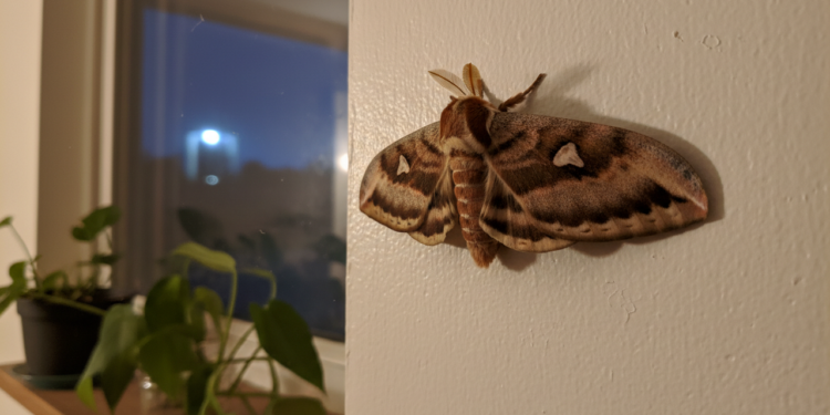 O que significa quando uma mariposa aparece à noite em casa?