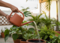 Poucos sabem se o certo é regar as plantas com água fria ou morna