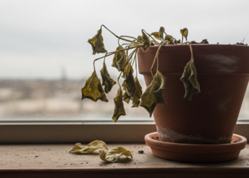 O que significa quando a planta murcha rápido mesmo com rega?