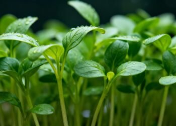 A hortaliça leve que reduz o incômodo da garganta seca e ainda favorece a circulação