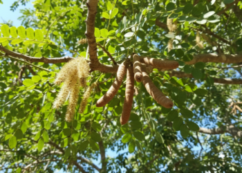 Um aliado antigo que ainda ajuda a reduzir irritações e acelerar a regeneração da pele