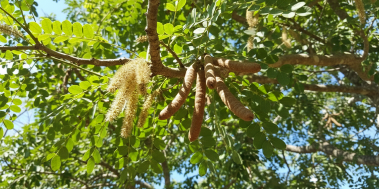 Um aliado antigo que ainda ajuda a reduzir irritações e acelerar a regeneração da pele
