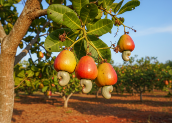 Pouca gente sabe, mas este fruto do quintal é rico em vitamina C e fácil de plantar