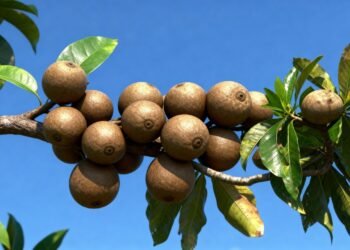 O tesouro do interior que cresce com sol pleno e rende preparos artesanais