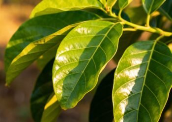 O remédio natural das avós que ainda ajuda a aliviar tosse com catarro