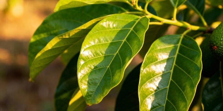 O remédio natural das avós que ainda ajuda a aliviar tosse com catarro