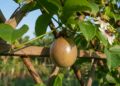 A fruta popular que acalma de forma suave e ainda transforma qualquer cantinho da casa em um mini pomar