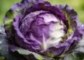 Esse vegetal roxo ajuda o intestino, o coração e ainda pode ser plantado em casa