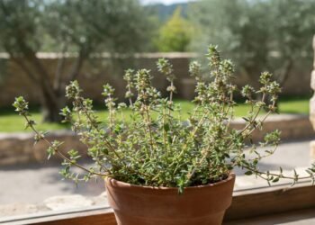 O chá aromático usado no cuidado natural da garganta e do peito carregado