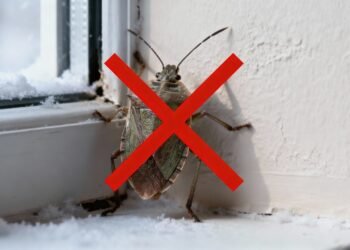 As soluções naturais para manter os percevejos longe de sua casa para sempre