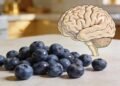 O fruto pequeno azul que a ciência estuda por sua relação com memória e saúde do cérebro
