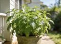 A planta aromática fácil de cultivar que ajuda a afastar mosquitos em casa