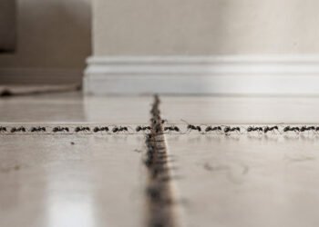 O que significa ver formigas andando em fileira dentro de casa, mesmo sem comida por perto