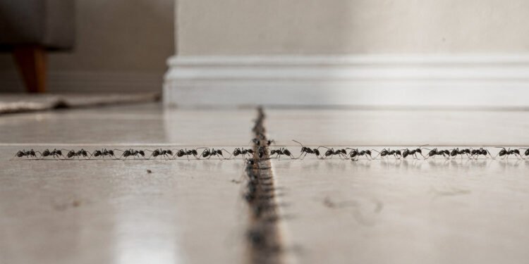 O que significa ver formigas andando em fileira dentro de casa, mesmo sem comida por perto