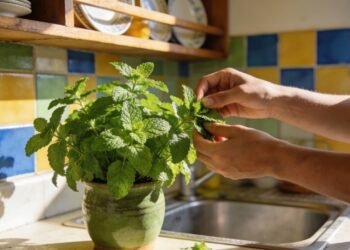 A erva fresquinha que perfuma a casa, ajuda na digestão e cresce com facilidade até em pequenos vasos