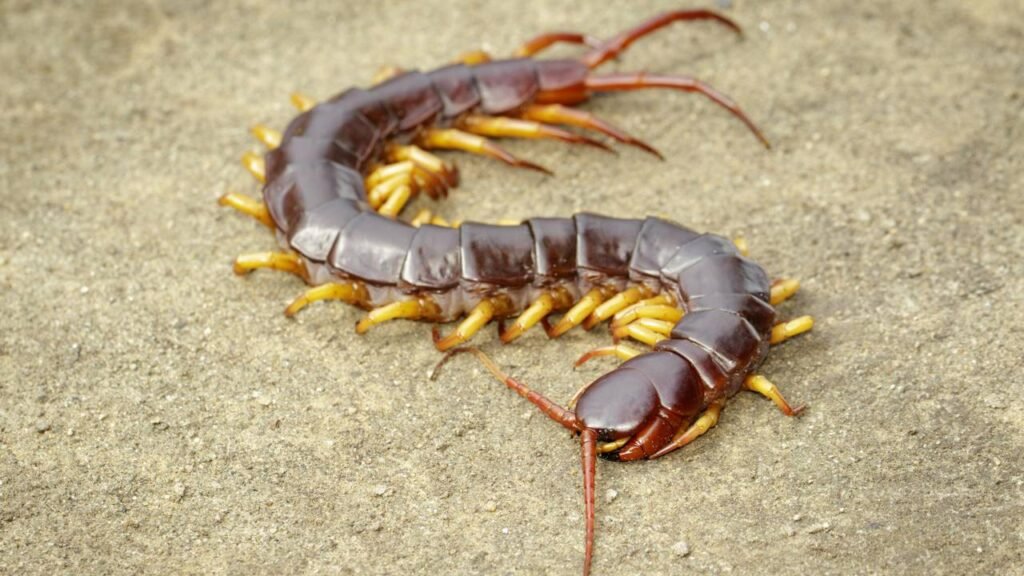 O significado de encontrar lacraias em casa, segundo especialistas