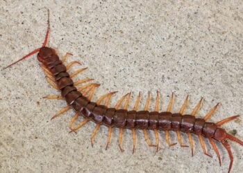 O significado de encontrar lacraias em casa, segundo especialistas