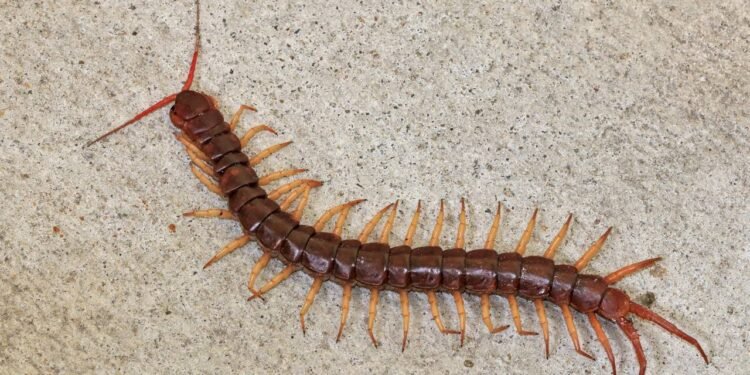 O significado de encontrar lacraias em casa, segundo especialistas