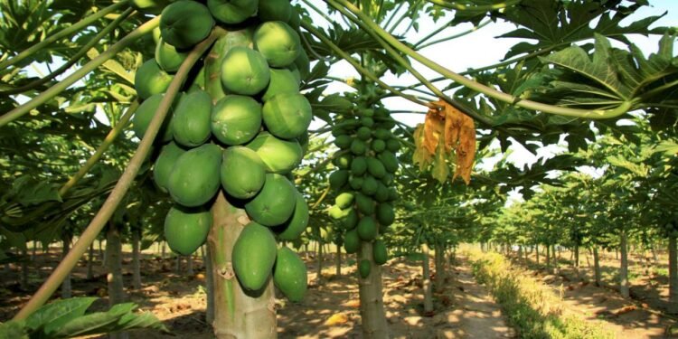 O plantio do mamão-formosa pode ser feito tanto em quintais maiores quanto em pequenas propriedades rurais - Créditos: depositphotos.com / joasouza