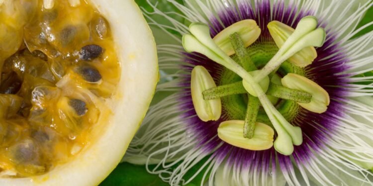 Chá de maracujá fresquinho relaxa após correria! Fruta suculenta em sucos ou sobremesas traz frescor tropical e benefícios leves. // Créditos: depositphotos.com / 18042011