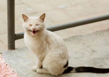 O que significam os miados dos gatos?