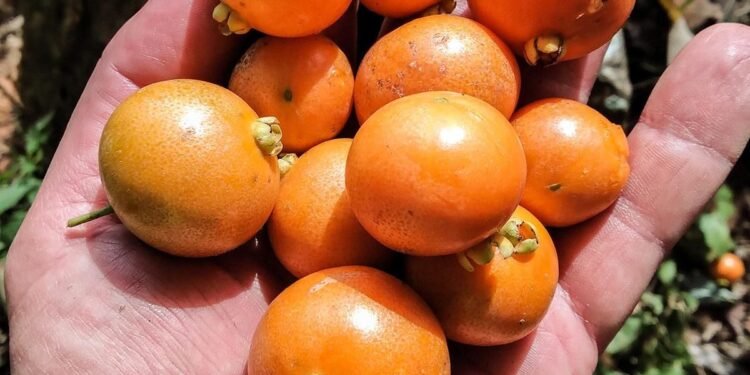 Gabiroba - Créditos: Reprodução