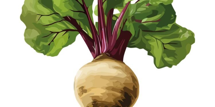 Couve-Rábano - Créditos: depositphotos.com / jemastock