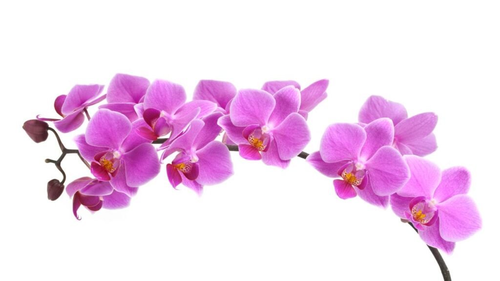 Como o gelo pode fazer suas orquídeas ficarem mais bonitas do que nunca