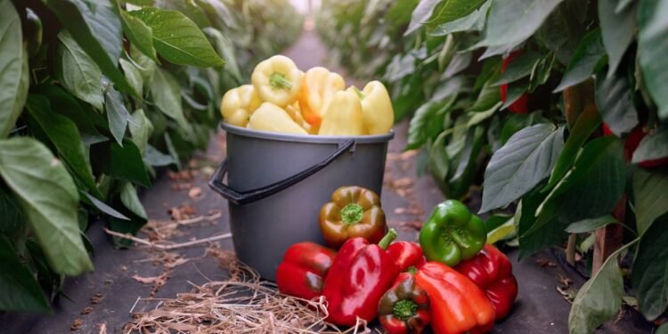 O cultivo de pimentão pode ser realizado tanto em hortas no solo quanto em vasos e jardineiras - Créditos: depositphotos.com / Denisfilm