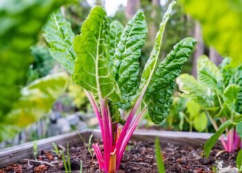 Pouca gente planta essa folha em casa, mas ela pode aliviar a digestão pesada
