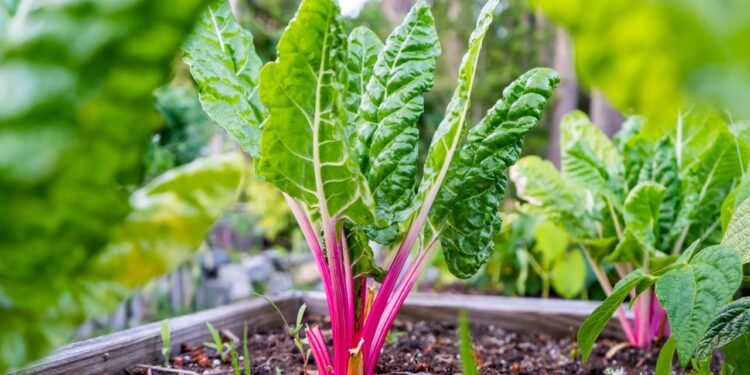 O solo precisa ser bem drenado, fértil e rico em matéria orgânica - Créditos: depositphotos.com / thoughtsofjoyce