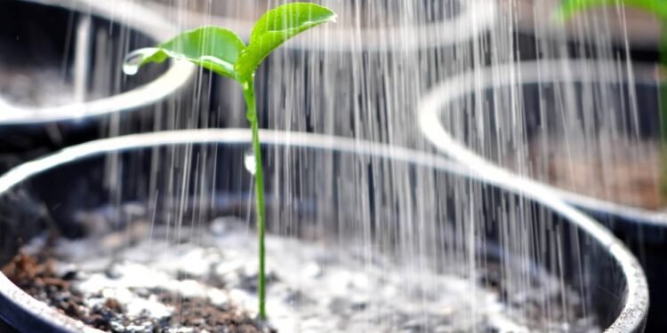 A planta "imortal" que sobrevive mesmo se você esquecer de regar por um mês