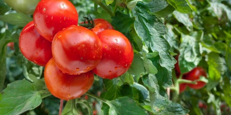 Por que você não deveria colocar o tomate na geladeira e como guardar do jeito certo
