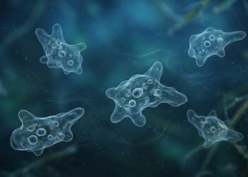 Amebas de vida livre sob visão microscópica em fundo azul escuro.